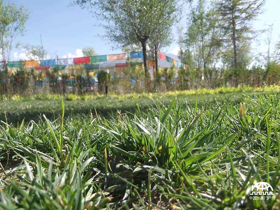 拍摄者：贡嘎顿珠 每当来到草地上，我都会十分放松，抛开烦恼，躺下来呼吸新鲜空气，听着鸟儿悦耳的声音，对我来说是一种非常好的放松方式。于是我躺下来拍了这张照片，你也赶紧闭上眼跟我一起躺下来吧。