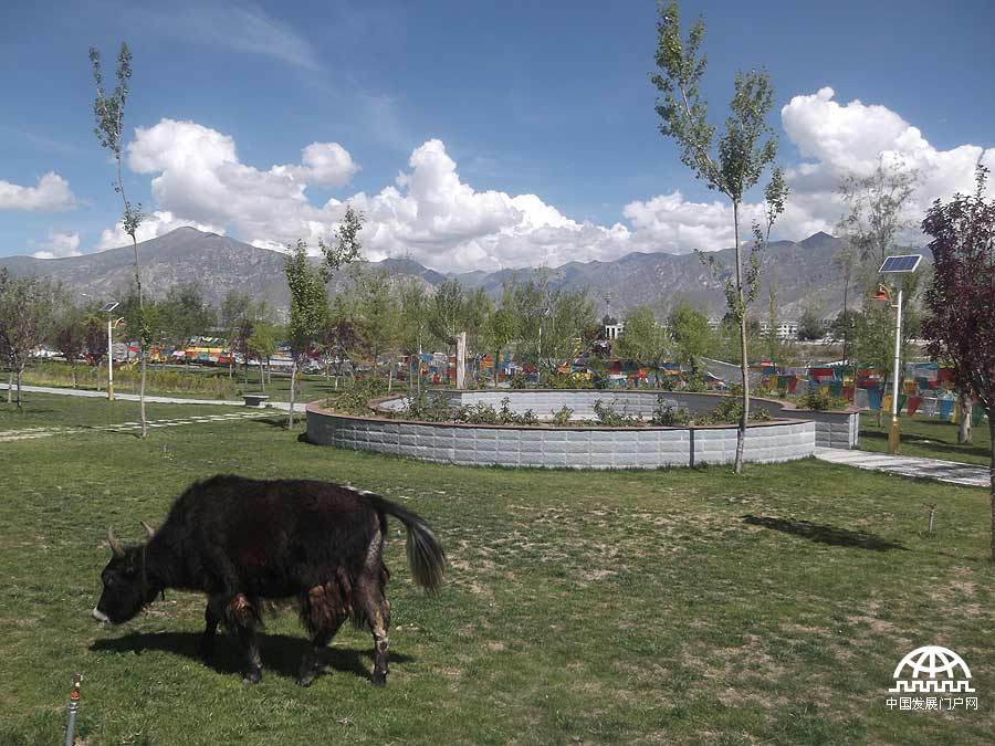 拍摄者：德庆玉珍 出生在安多的我，从小在草原上放牛，与牦牛玩耍；那天在林卡（公园）遇到它，感觉很亲切，让我想起了小时候的一切，它承载了我美好童年的快乐时光。