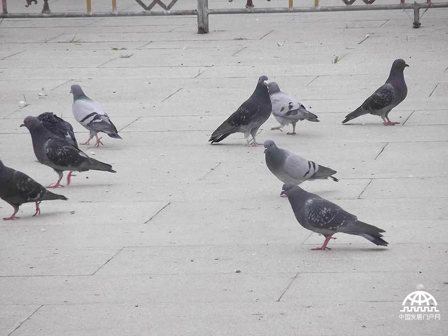 拍摄者：次仁扎西 今天我来到了布达拉宫广场，在宽广的广场上我听到了很多很多人的声音，当我转到广场的一角，我听到了鸽子的咕咕声，忍不住内心对鸽子的喜爱，我立刻拿起了相机拍下了这群鸽子，留下了永恒的瞬间。