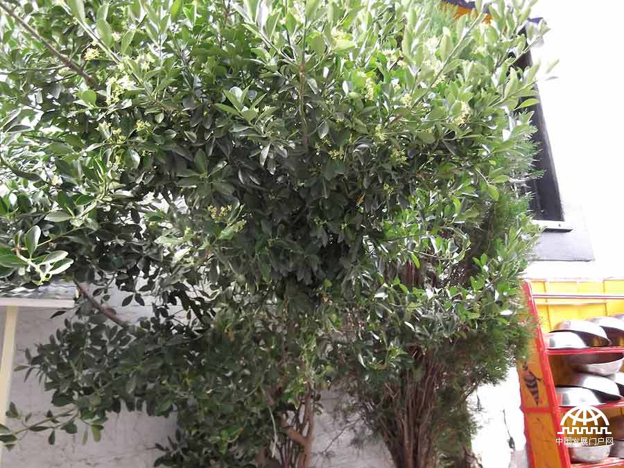 拍摄者：次仁扎西 在整个盲校里，我最不喜欢的就是这棵树。虽然它的茂盛给盲校增添了一丝丝生气，但是到了秋天的时候，扫落叶成了我最烦恼的事情。秋天是那么的长，落叶没完没了的落，让我都心生烦意了。