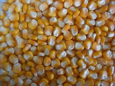 玉米种子