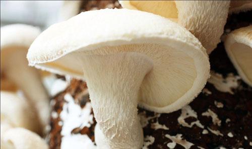 专家支招 如何挑选质量过关的蘑菇