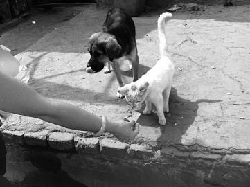 美女,你給我也來點火腿唄,好饞啊!