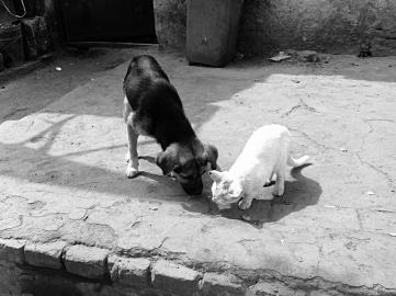 見面分一半,你倒是留點給我啊!