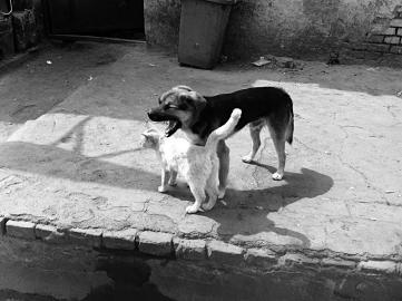 吃飽喝足了,兄弟我困了,咱倆呼呼吧!