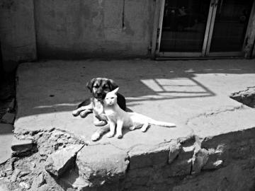 喂,睡就睡吧,你咋還把我當靠枕了!