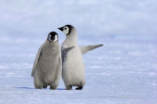 荷兰野生动物摄影师简 沃莫(Jan Vermeer)在南极洲拍摄了一组幼年帝企鹅的照片，尽显帝企鹅的“萌”态。照片中最大的亮点是一只幼年企鹅似乎是在教小伙伴走路，而被“教”的那只幼年帝企鹅看上去似乎也在按照“小老师”的建议，摆弄姿势，寻求平衡。