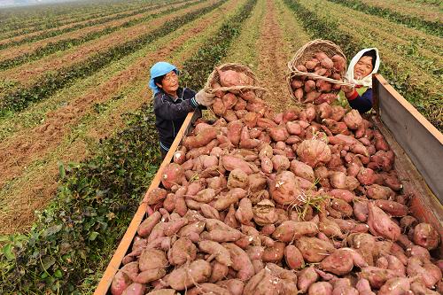 10月23日，在山东省邹平县孙镇张家村农业间作种植园，农民把收获的红薯装车