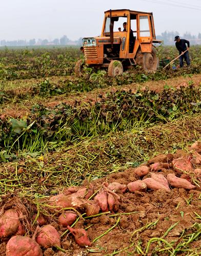 10月23日，在山东省邹平县孙镇张家村农业间作种植园，农民在收获红薯