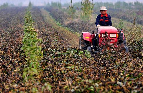 10月23日，在山东省邹平县孙镇张家村农业间作种植园，农民把作物秸秆粉碎返田