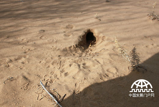 考察团同行的一位动物学专家、世界动物保护协会（WSPA）孙全辉博士通过洞穴周围的瓜子小脚印判断出这是一个跳鼠的洞穴。（中国网/中国发展门户网 魏博 拍摄）