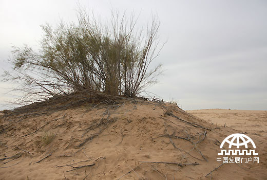 沙柳根系可长达十几米，如果没有这颗十几年的沙柳，这个小沙丘早已不存在了，可见沙柳的固沙作用非常明显。（中国网/中国发展门户网 魏博 拍摄）