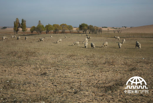 国际节能环保协会（IEEPA）考察团前往毛乌素沙地途中，看到远处的羊群。（中国网/中国发展门户网 魏博 拍摄）