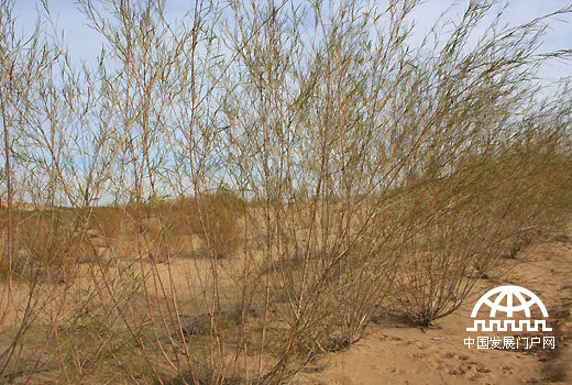 金秋阳光下五彩斑斓的沙柳为广袤的毛乌素沙地增添了一抹新绿。（中国网/中国发展门户网 魏博 拍摄）