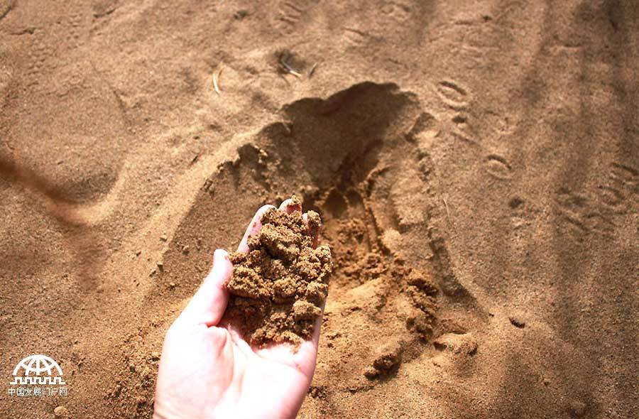 毛乌素沙地是中国四大沙地之一，沙地含水比较充足，属于可治理的沙地。过去由于气候变化、过度放牧、采矿等原因，土地沙化问题十分严重。如今，毛乌素沙地已经看不到大片的沙漠，经过治理的沙地上生长着沙柳、旱柳、沙蒿、柠条等沙生植物，为广袤的毛乌素沙地增添了一抹抹新绿。