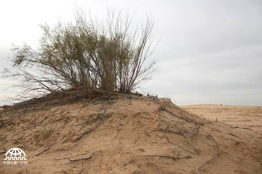 毛乌素沙地是中国四大沙地之一，沙地含水比较充足，属于可治理的沙地。过去由于气候变化、过度放牧、采矿等原因，土地沙化问题十分严重。如今，毛乌素沙地已经看不到大片的沙漠，经过治理的沙地上生长着沙柳、旱柳、沙蒿、柠条等沙生植物，为广袤的毛乌素沙地增添了一抹抹新绿。