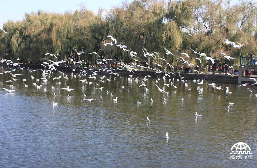  每年冬天，都有大批的海鸥从遥远的地方飞到昆明的翠湖过冬，它们给昆明带来了无限的生机与快乐，成了“春城”冬日最亮丽的一道风景。中国网/中国发展门户网 魏博 摄