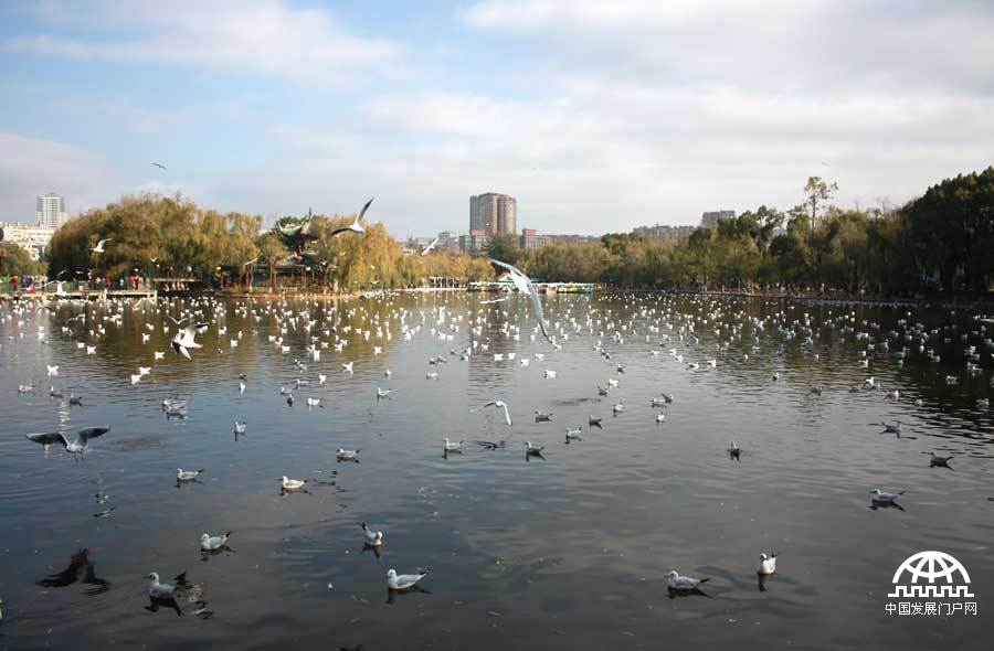  每年冬天，都有大批的海鸥从遥远的地方飞到昆明的翠湖过冬，它们给昆明带来了无限的生机与快乐，成了“春城”冬日最亮丽的一道风景。中国网/中国发展门户网 魏博 摄