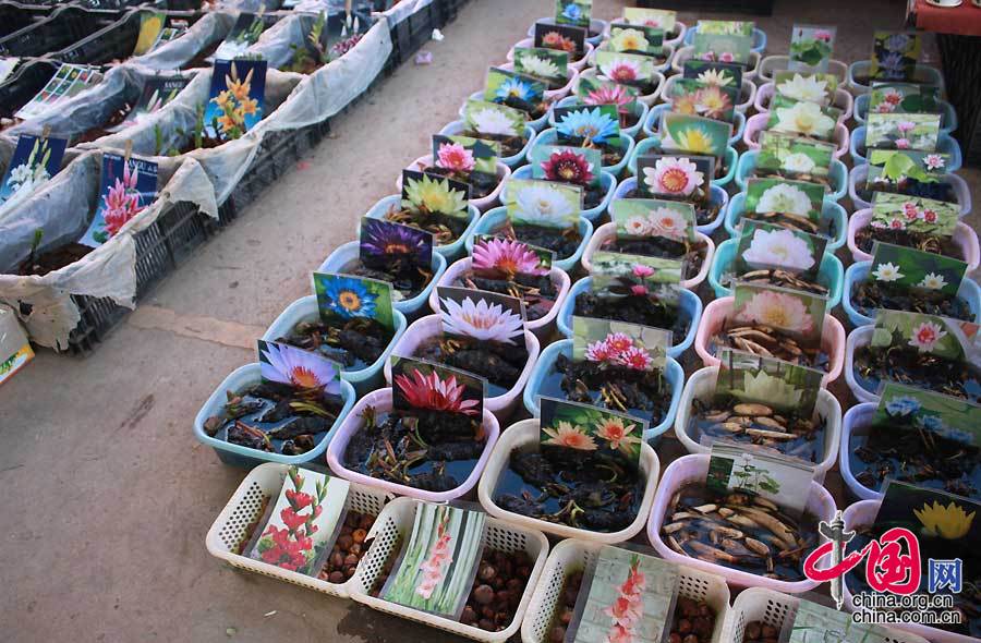 斗南花市位于昆明市呈贡区的斗南镇，包括昆明国际花卉拍卖交易中心和散户售卖市场，这里是全国鲜花市场的心脏，是全球第二大花卉拍卖市场。中国网/中国发展门户网 魏博 摄
