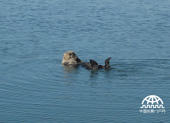 海獭分布于北太平洋近岸水域，常见于多岩石的海边。在1741年商业捕猎开始以前，海獭的分布相当广泛。而到1911年由美国、日本、俄罗斯、与英国协议通过国际协定禁止捕捉海獭时，海獭的数量已经减少到只剩下数千只。滥捕滥杀使美国加利福尼亚州海獭濒临灭绝，目前有2000余只海獭在美国加州生活。（中国发展门户网 焦梦摄）