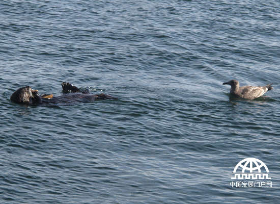 海獭的食物大部分是海底生长的贝类、鲍鱼、海胆、螃蟹等，有时也吃一些海藻和鱼类。海獭以使用工具进食而闻名，通常会带一块石头到海面，当作锤子来敲开海胆与贝类的硬壳。（中国发展门户网 焦梦摄）