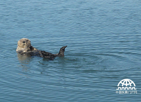 与鲸、海象、海豹等身体硕大的海洋哺乳动物相比，海獭算得上是小个子了。海獭属于鼬科动物，跟陆地上的黄鼠狼是亲戚，但它们比黄鼠狼大得多。（中国发展门户网 焦梦摄）
