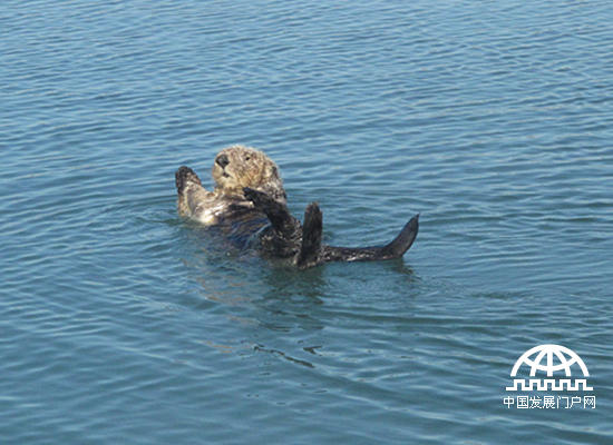 海獭是食肉目动物中最适应海中生活的物种，其个体不大，头脚较小，全身长有厚而密的毛，尾部有一条占体长四分之一以上的尾巴。海獭很少在陆地或冰上觅食，大半的时间都待在水里，连生产与育幼也都在水中进行。大部分时间里，海獭不是仰躺着浮在水面上，就是潜入海床觅食。当它们待在海面时，几乎一直在整理毛皮，保持它的清洁与防水性。（中国发展门户网 焦梦摄）
