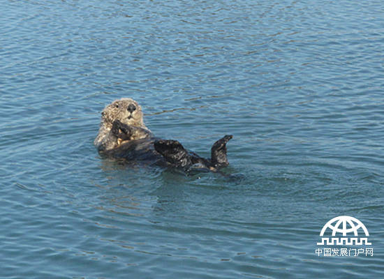加州海獭，摄于美国加州蒙特雷湾（中国发展门户网 焦梦摄）