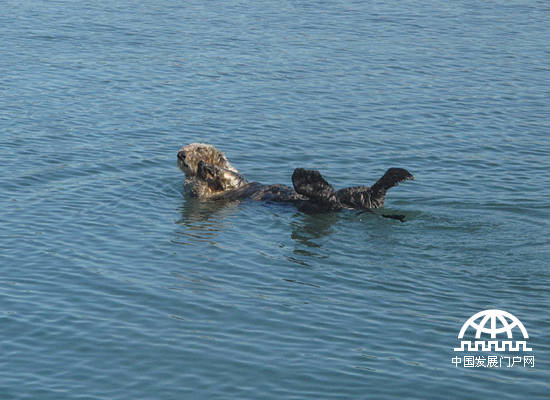 加州海獭，摄于美国加州蒙特雷湾（中国发展门户网 焦梦摄）