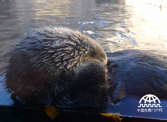 美国加州蒙特雷湾水族馆里酣睡中的海獭。（中国发展门户网 焦梦摄）