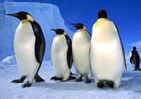 气候变暖迫使南极企鹅爬上冰墙进行繁殖