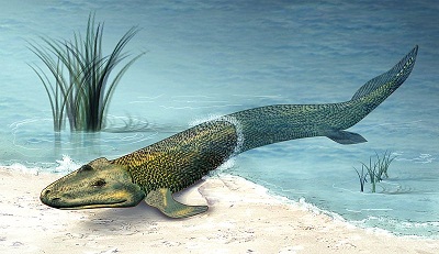 原始鱼类后鳍构造似四足动物 或揭示生物进化(图)