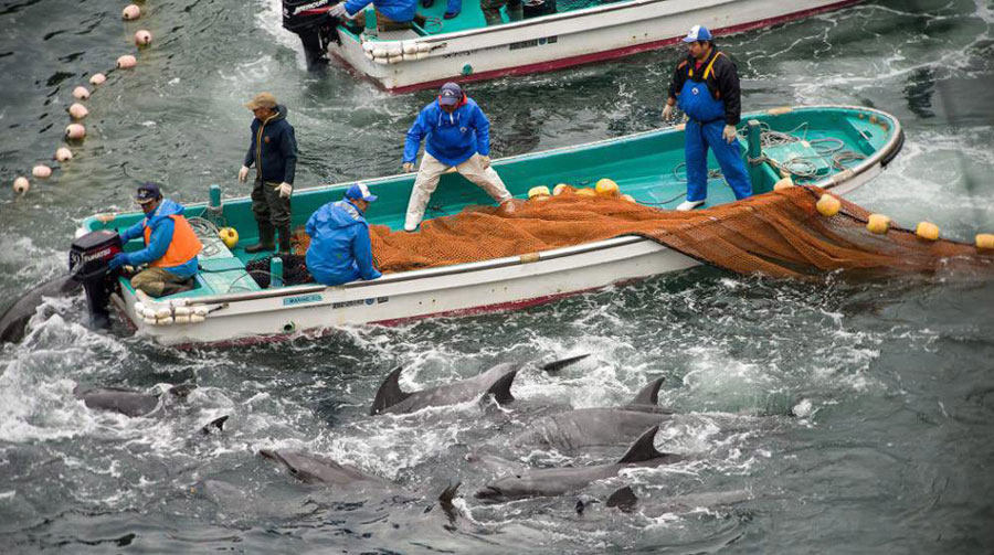 日本“海豚湾”围捕海豚 美驻日大使批评其“不人道”(高清组图)