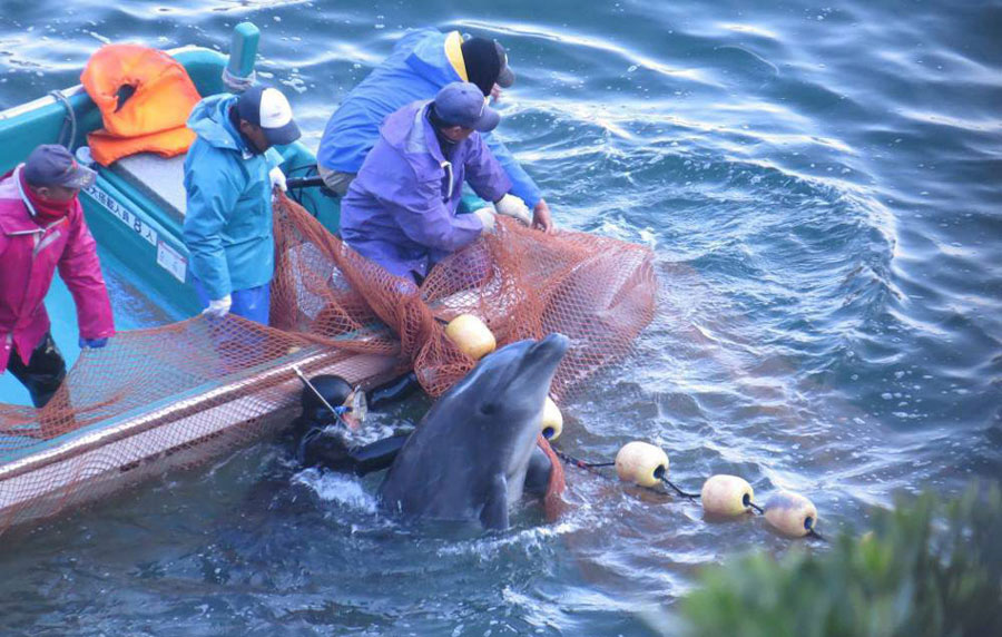 日本“海豚湾”围捕海豚 美驻日大使批评其“不人道”(高清组图)【3】