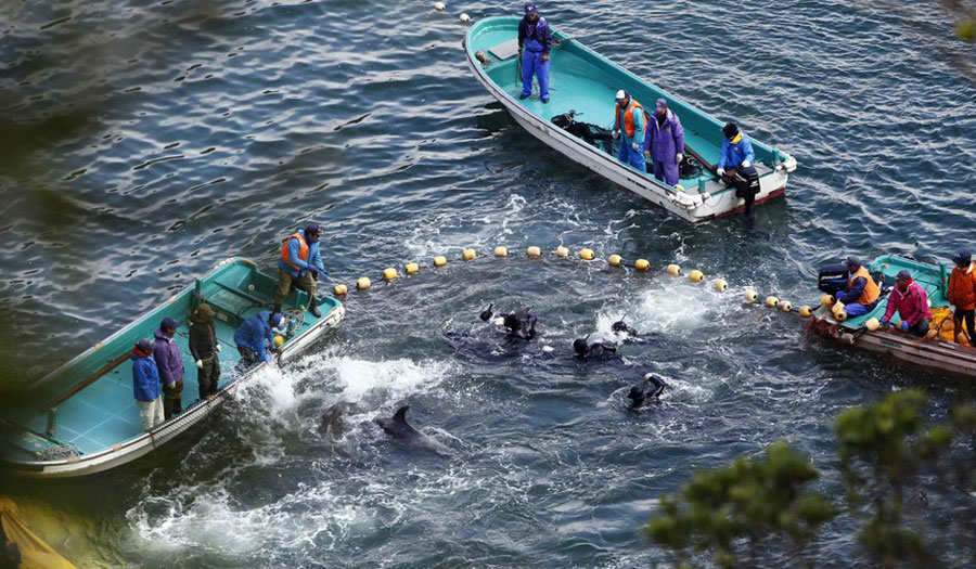 日本“海豚湾”围捕海豚 美驻日大使批评其“不人道”(高清组图)【8】