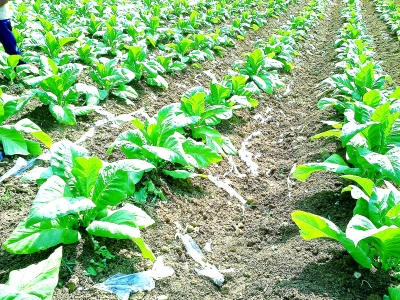 金发科技公司在云南省烟草种植田里试验完全生物降解地膜，生产周期结束时，地膜完全分解，地里见不到任何残膜。（