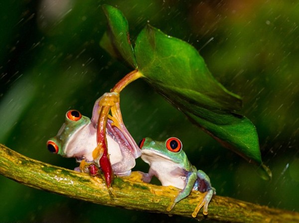 英国摄影师雨天抓拍小树蛙为同伴'撑伞'（高清组图）