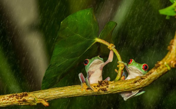 英国摄影师雨天抓拍小树蛙为同伴'撑伞'（高清组图）