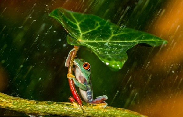 英国摄影师雨天抓拍小树蛙为同伴'撑伞'（高清组图）