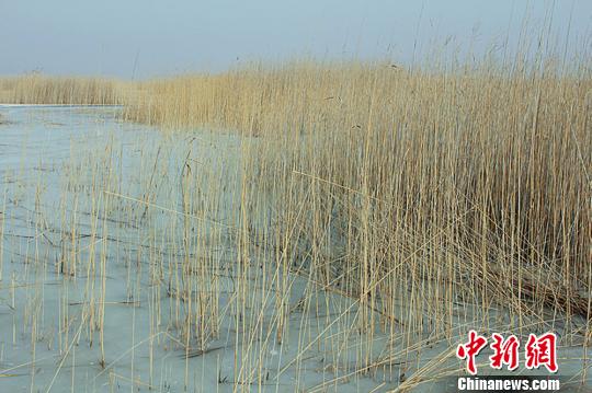 新疆博斯腾湖十年水域面积减少460平方公里