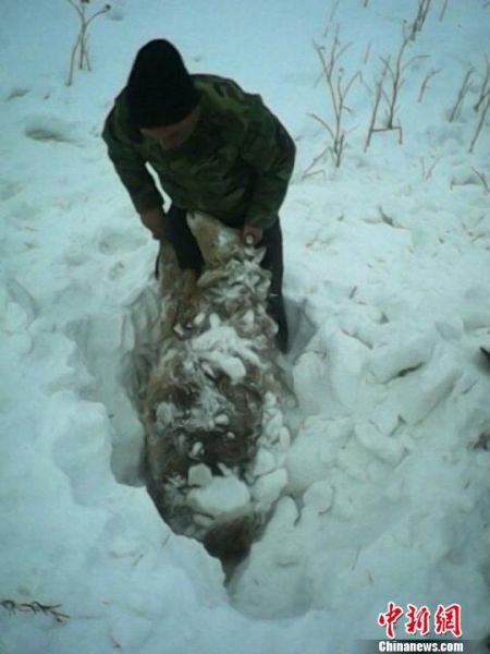 牧民抢救被雪掩埋的羊。 热斯克力德 摄