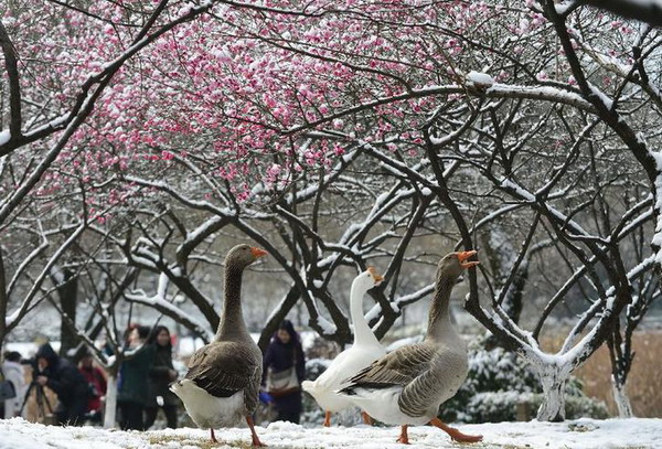 杭州西湖群鹅踏雪“赏梅”