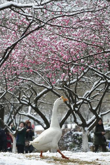 杭州西湖群鹅踏雪“赏梅”