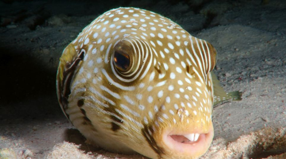 乌克兰摄影师夜间拍摄埃及红海中的美丽生物(高清组图)