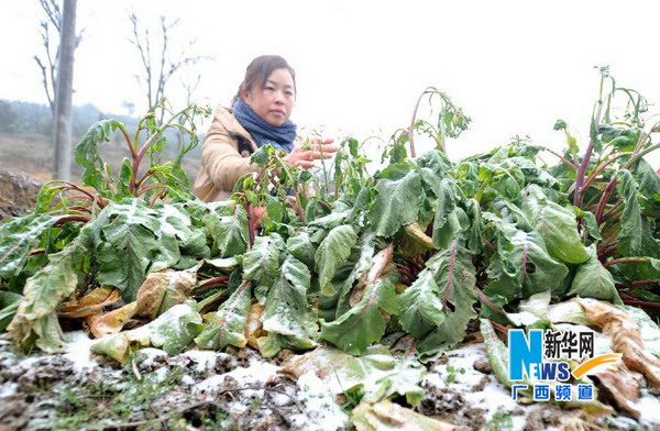 受近日强降温天气影响，广西贺州、桂林、南宁、河池等4市8县（区）出现低温冷冻灾害，超过10万人受灾，直接经济损失逾5000万元，需紧急生活救助人口达2000余人。