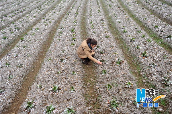 受近日强降温天气影响，广西贺州、桂林、南宁、河池等4市8县（区）出现低温冷冻灾害，超过10万人受灾，直接经济损失逾5000万元，需紧急生活救助人口达2000余人。