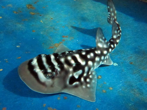 青島海底世界圓犁頭鰩喜獲'四胞胎'