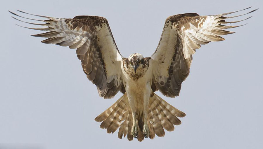 鲤鱼被捕获瞬间大张嘴巴神情惊讶