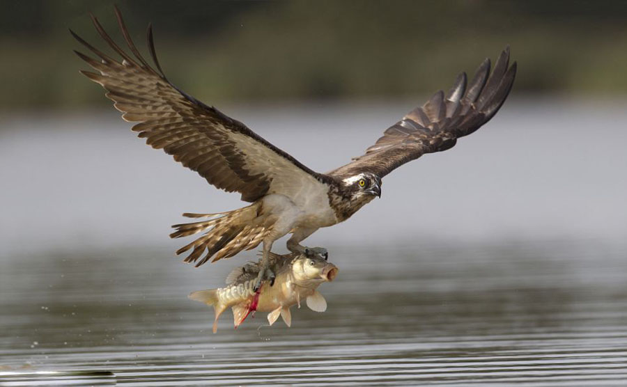 鲤鱼被捕获瞬间大张嘴巴神情惊讶