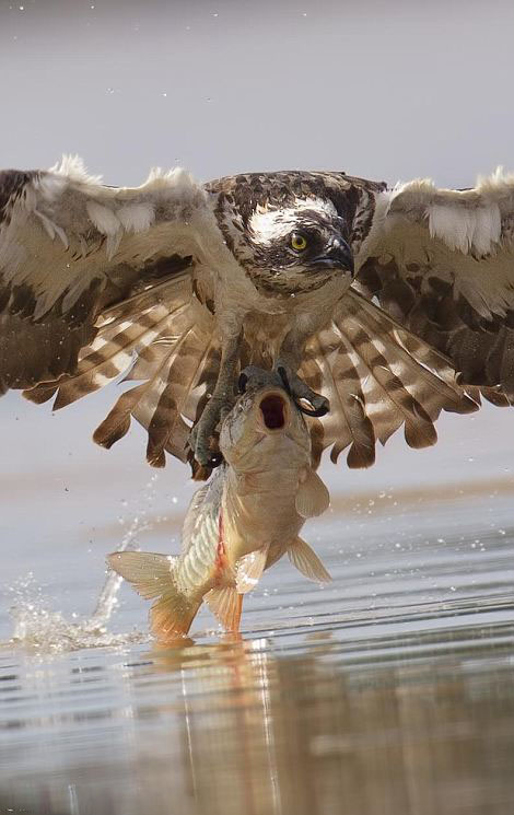 鲤鱼被捕获瞬间大张嘴巴神情惊讶